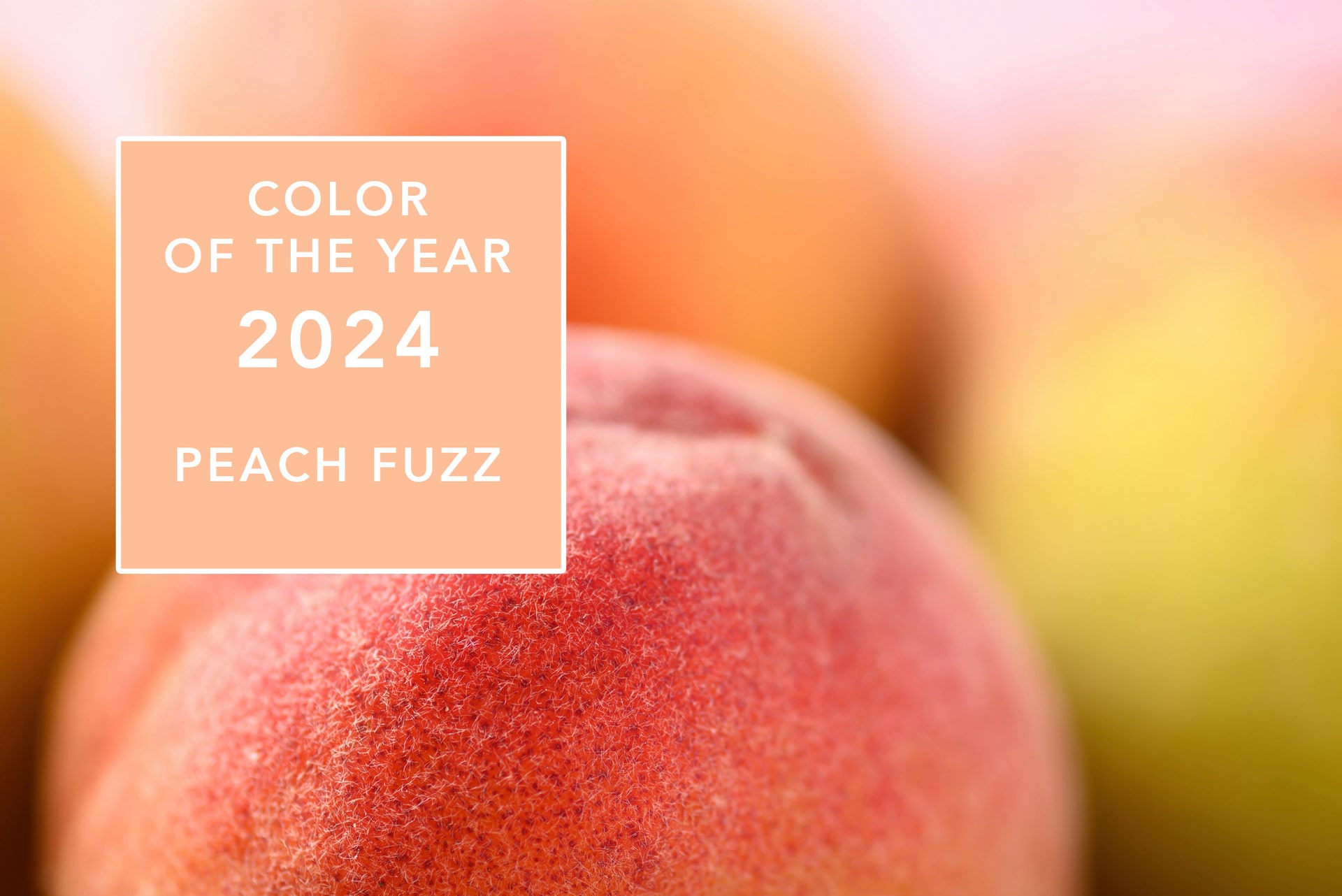 رنگ سال ۲۰۲۴، رنگ هلو با پرزهایش است، که حالت مخملی دارد.